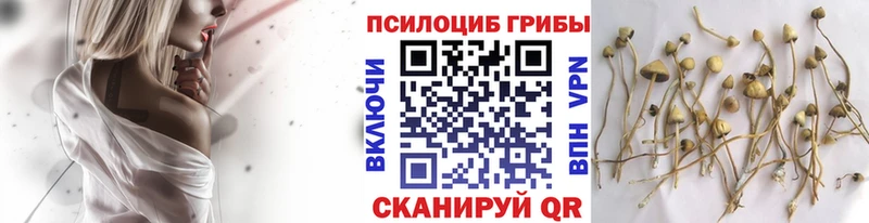 Псилоцибиновые грибы мицелий нарко площадка официальный сайт Правдинск кракен маркетплейс